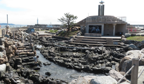 江ノ島で磯遊び さざえ島って知ってる 画像あり おりろぐ