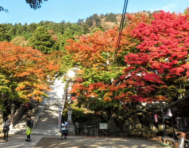 丹沢 大山 登山 ケーブルカーを使わないで子連れで登れる おりろぐ