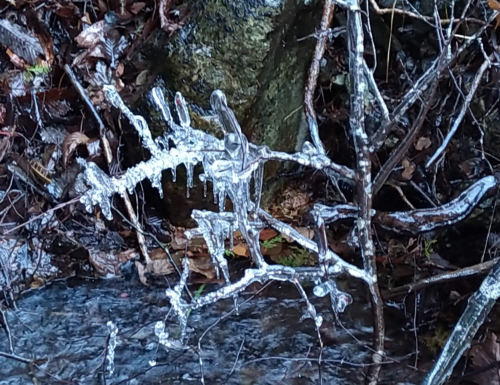 鍋割山　木も凍る